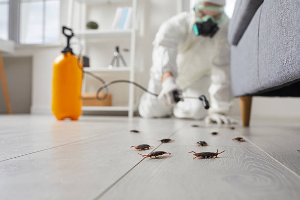 Affordable Termite Control solutions in Forsyth, MT